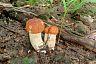 Саратовцы в грозу собрали благородные грибы  