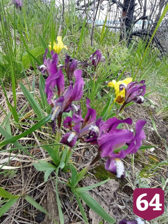 Соцсети украсили обсыпанные цветами меловые горы в Саратовской области